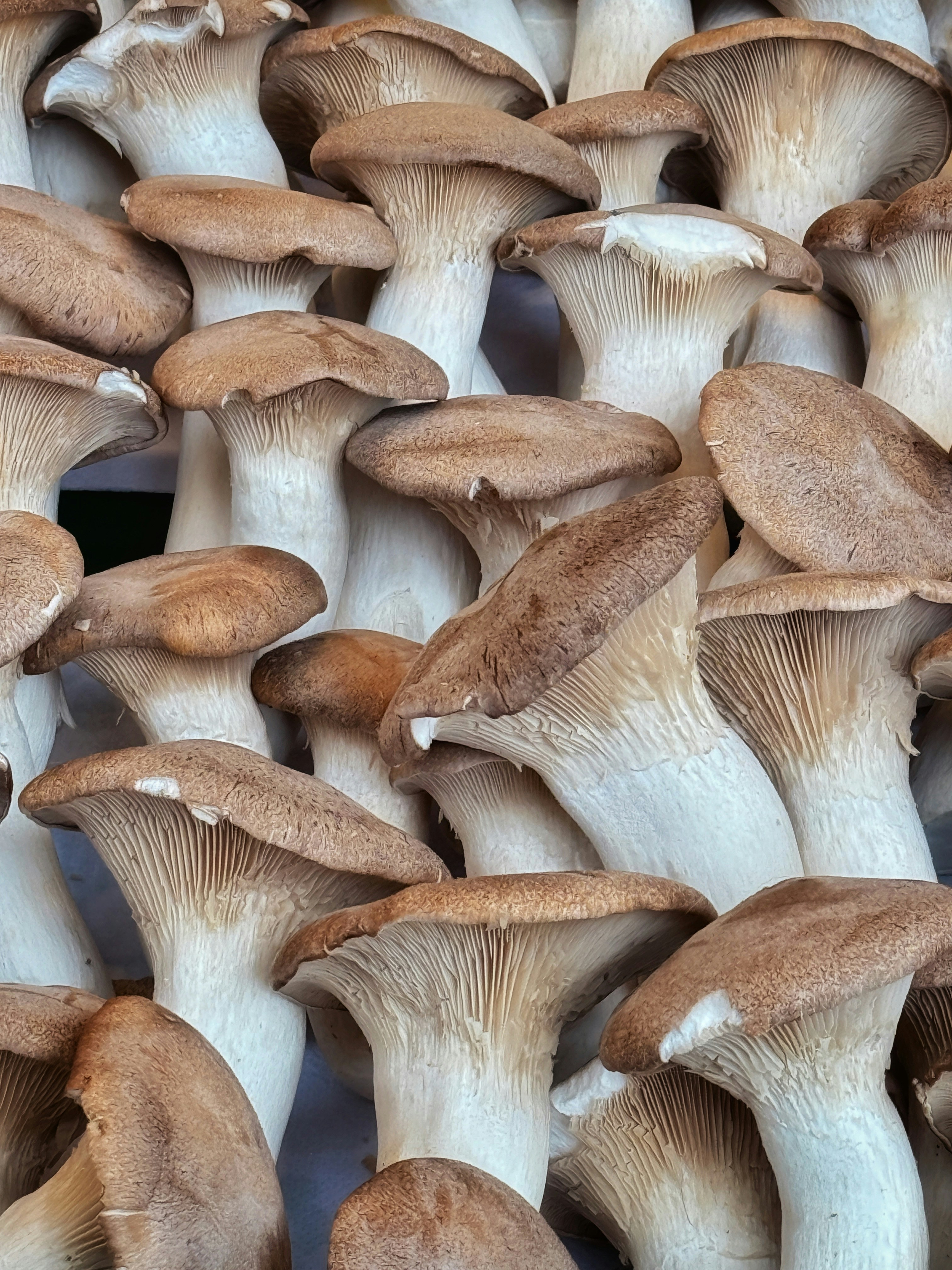 Mushroom